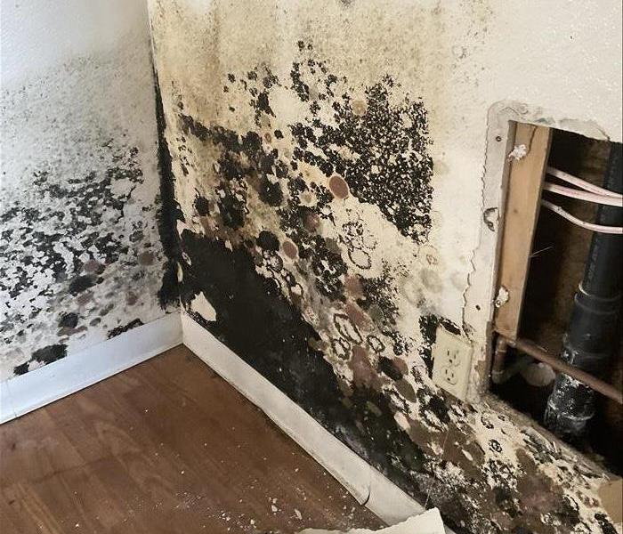 Mold growing on wall due to water damage